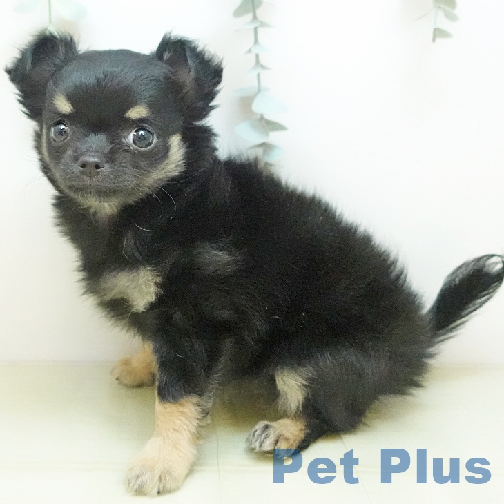 岡山県のチワワ(ロング) (ペットプラス 岡山店/2025年9月22日生まれ/女の子/ブラッククリーム)の子犬