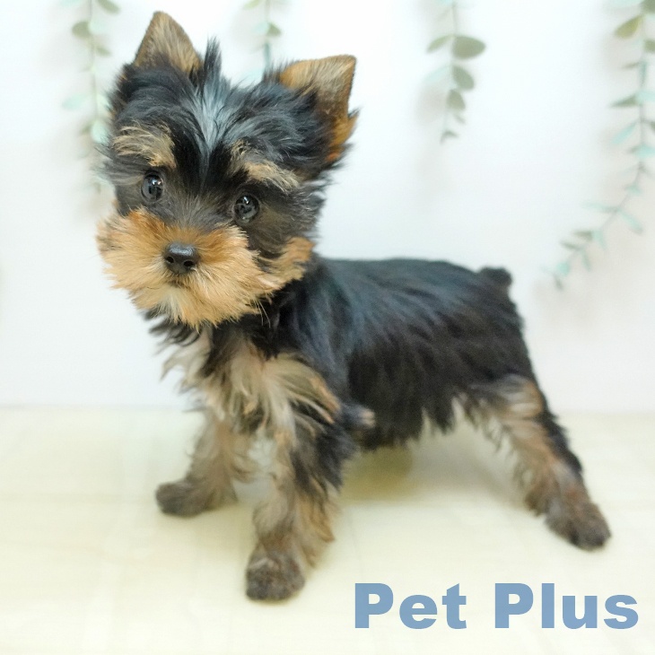 ヨークシャー・テリア