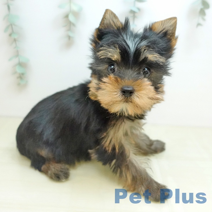 ヨークシャー・テリアの写真2