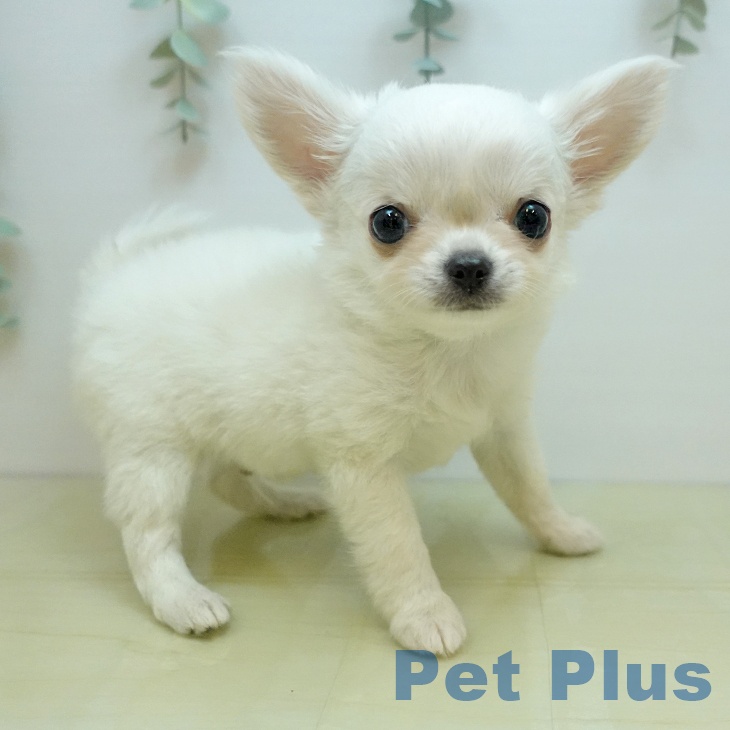 岡山県のチワワ(ロング) (ペットプラス 岡山店/2025年9月24日生まれ/男の子/クリーム)の子犬