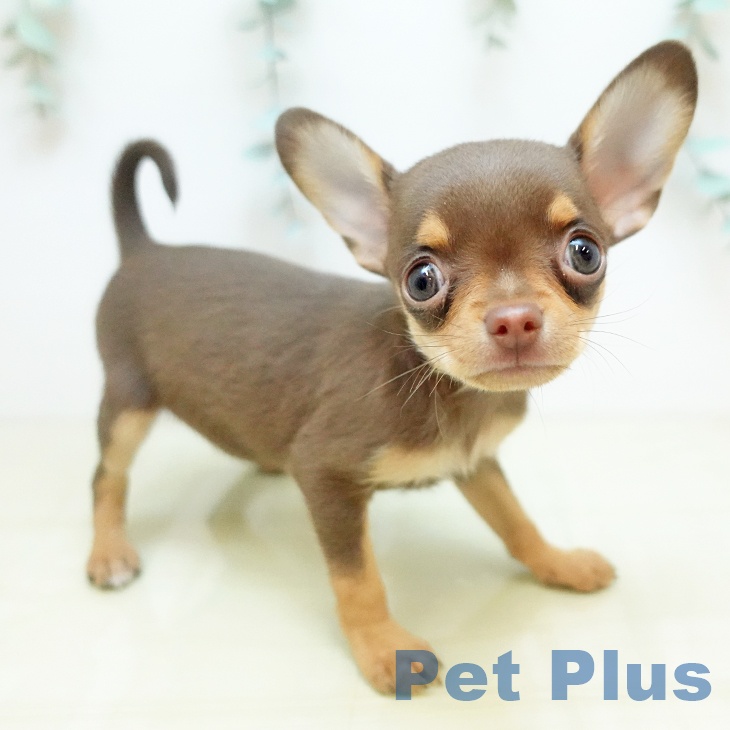 徳島県のチワワ(ロング) (ペットプラス 徳島店/2025年9月27日生まれ/男の子/チョコレートタン)の子犬