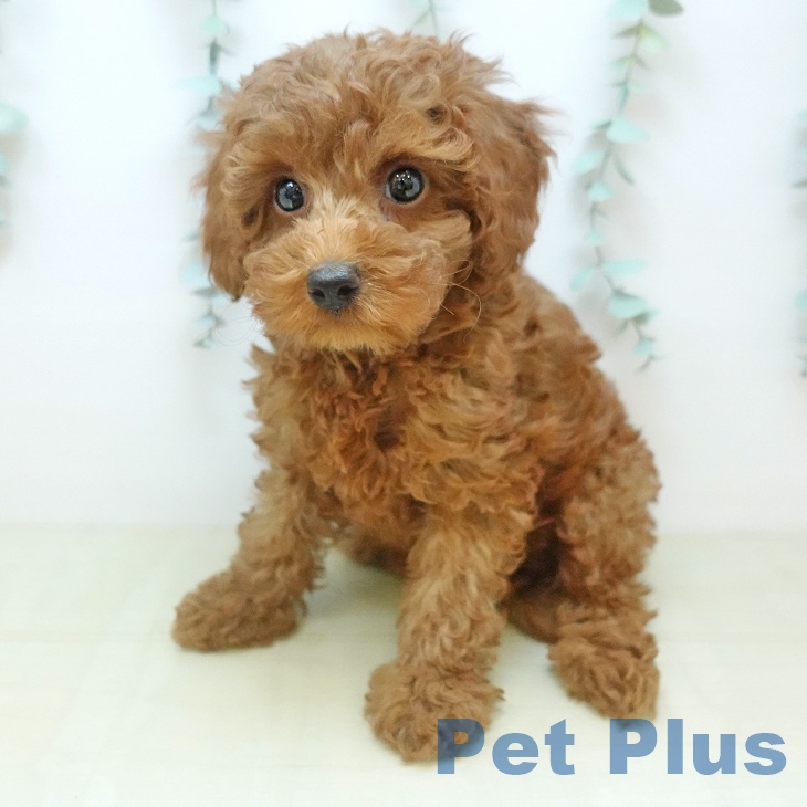 富山県のトイプードル(トイ) (ペットプラス 高岡店/2025年10月2日生まれ/女の子/レッド)の子犬の1枚目の画像