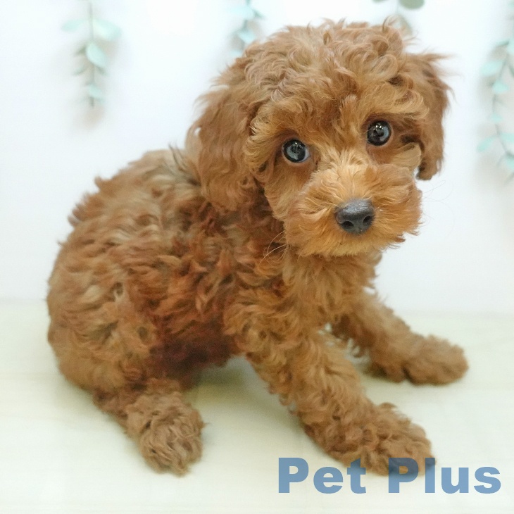 富山県のトイプードル(トイ) (ペットプラス 高岡店/2025年10月2日生まれ/女の子/レッド)の子犬の2枚目の画像