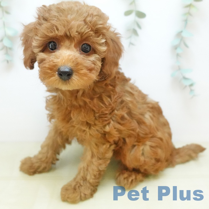 トイ・プードル