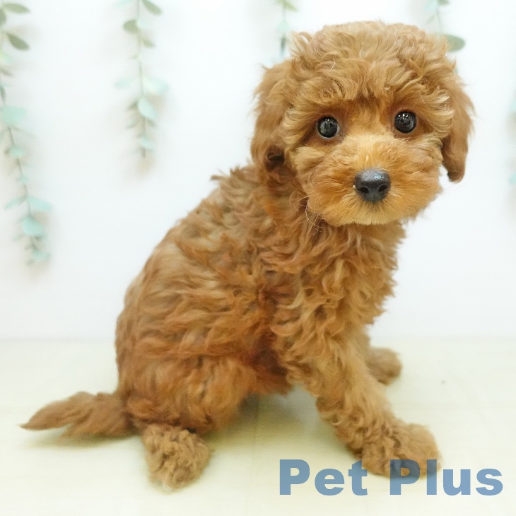 トイ・プードル