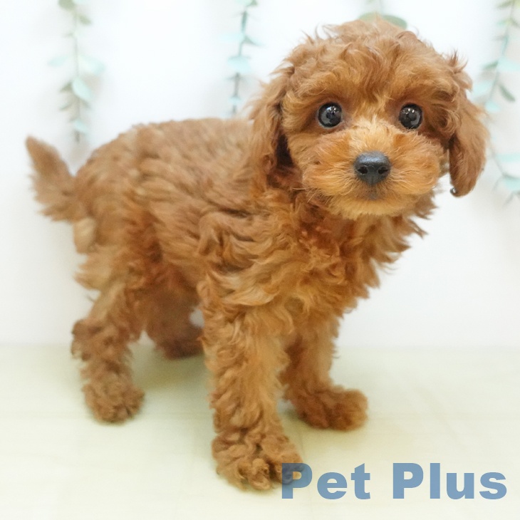 トイ・プードル