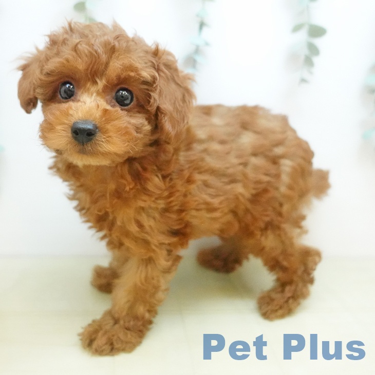 トイ・プードル