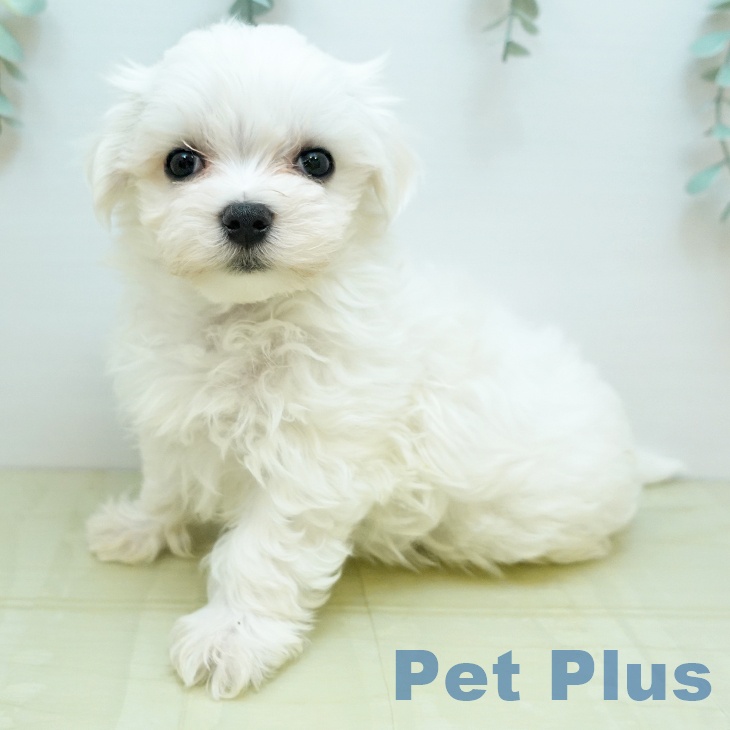 香川県のマルチーズ (ペットプラス 綾川店/2025年10月3日生まれ/男の子/ホワイト)の子犬の1枚目の画像