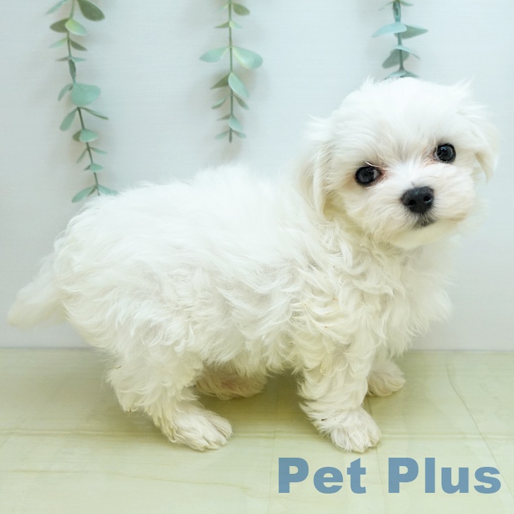 香川県のマルチーズ (ペットプラス 綾川店/2025年10月3日生まれ/男の子/ホワイト)の子犬の2枚目の画像
