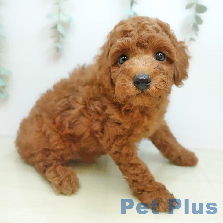 トイ・プードル