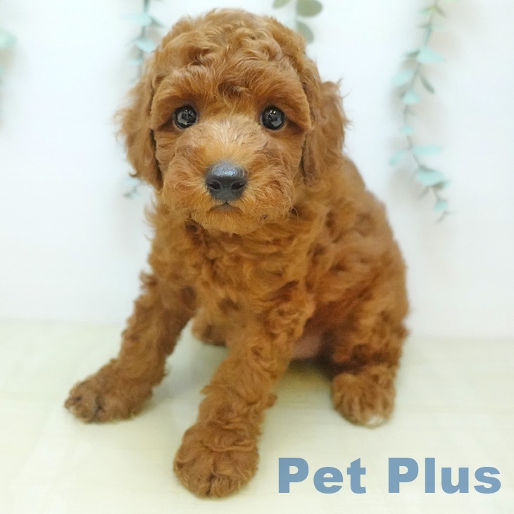 トイ・プードル