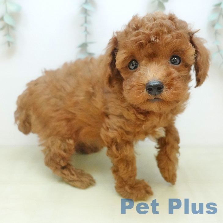 トイ・プードル