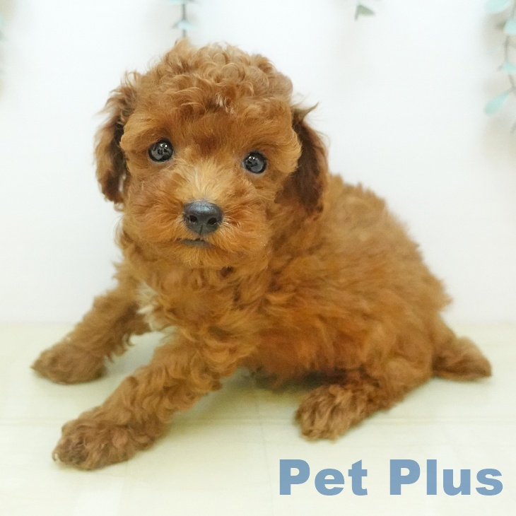 トイ・プードル