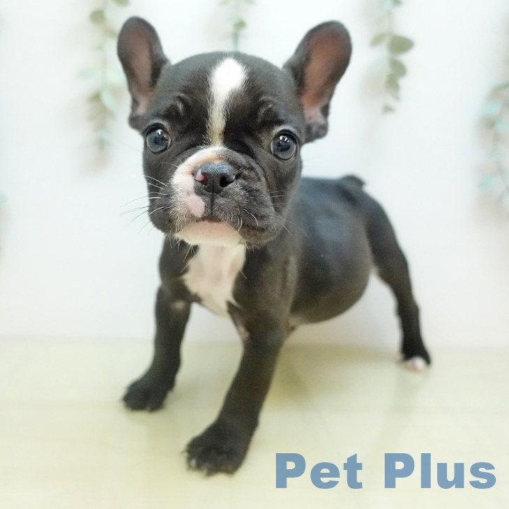 愛媛県のフレンチブルドッグ (ペットプラス 新居浜店/2025年9月24日生まれ/女の子/ブリンドル)の子犬