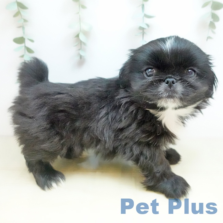大阪府のペキニーズ (ペットプラス イオン大日店/2025年10月8日生まれ/男の子/ブラック)の子犬の1枚目の画像