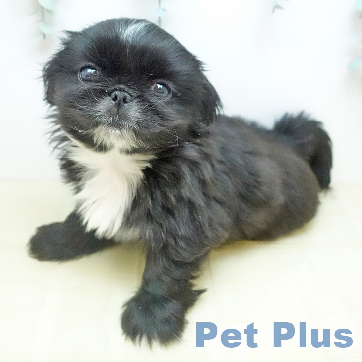 大阪府のペキニーズ (ペットプラス イオン大日店/2025年10月8日生まれ/男の子/ブラック)の子犬の2枚目の画像