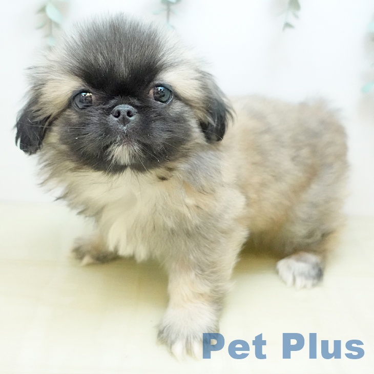 奈良県のペキニーズ (ペットプラス 大和郡山店/2025年10月8日生まれ/男の子/フォーン)の子犬の1枚目の画像