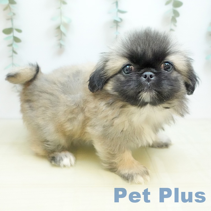 奈良県のペキニーズ (ペットプラス 大和郡山店/2025年10月8日生まれ/男の子/フォーン)の子犬の2枚目の画像