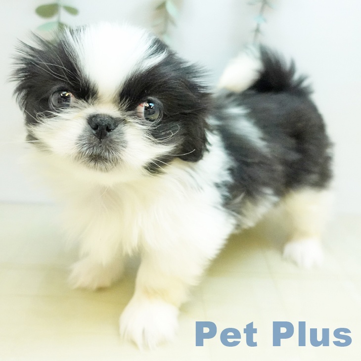 大阪府のペキニーズ (ペットプラス ららぽーと和泉店/2025年10月8日生まれ/男の子/ブラックホワイト)の子犬の1枚目の画像