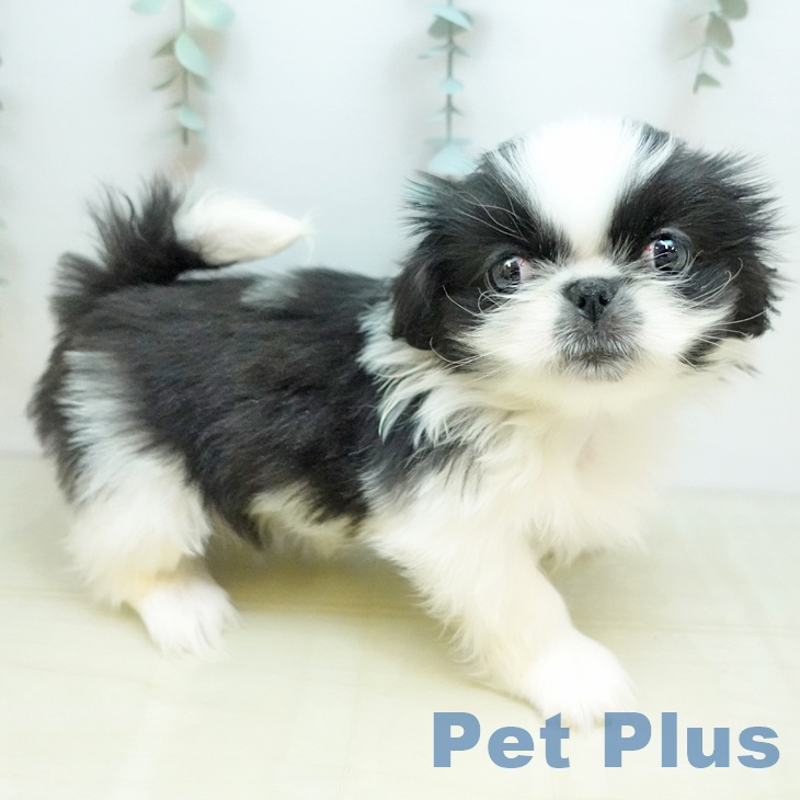 大阪府のペキニーズ (ペットプラス ららぽーと和泉店/2025年10月8日生まれ/男の子/ブラックホワイト)の子犬の2枚目の画像
