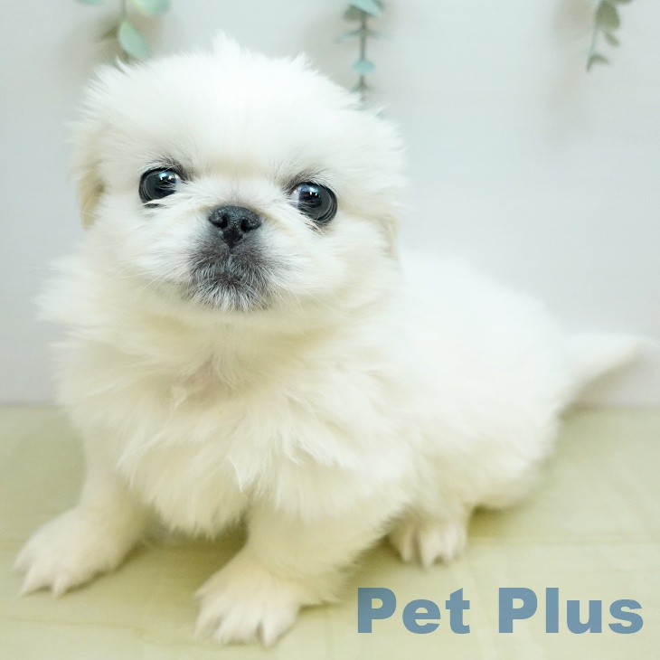 大阪府のペキニーズ (ペットプラス 四條畷店/2025年10月8日生まれ/男の子/クリーム)の子犬の1枚目の画像