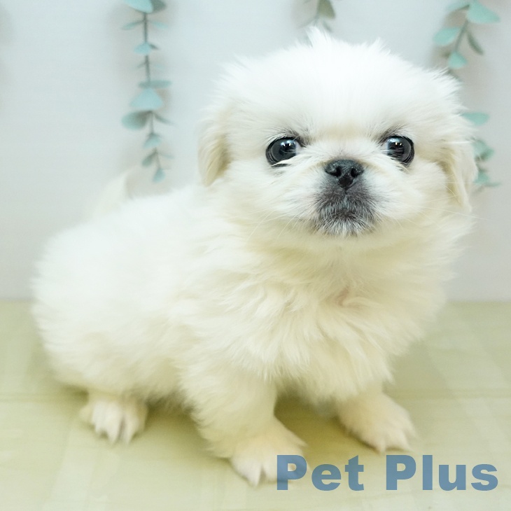 大阪府のペキニーズ (ペットプラス 四條畷店/2025年10月8日生まれ/男の子/クリーム)の子犬の2枚目の画像