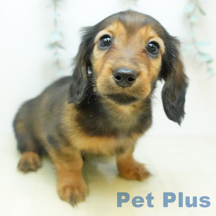 大阪府のカニンヘンダックスフンド(ロング) (ペットプラス ららぽーと和泉店/2025年10月8日生まれ/女の子/レッド)の子犬の1枚目の画像