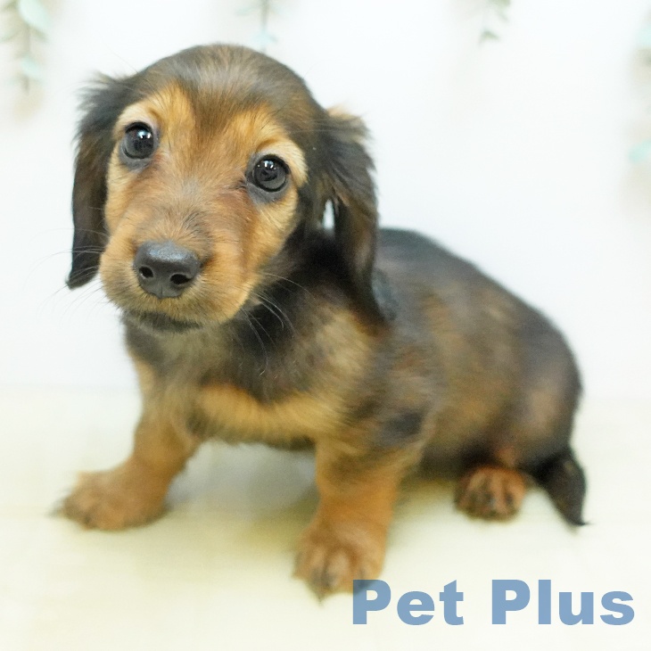 大阪府のカニンヘンダックスフンド(ロング) (ペットプラス ららぽーと和泉店/2025年10月8日生まれ/女の子/レッド)の子犬の2枚目の画像