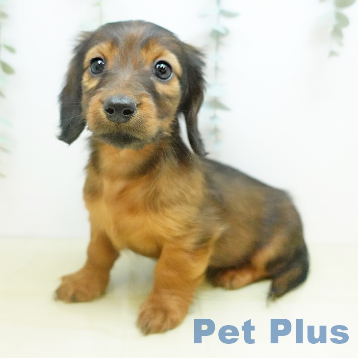 大阪府のカニンヘンダックスフンド(ロング) (ペットプラス りんくう泉南店/2025年10月8日生まれ/女の子/レッド)の子犬の1枚目の画像