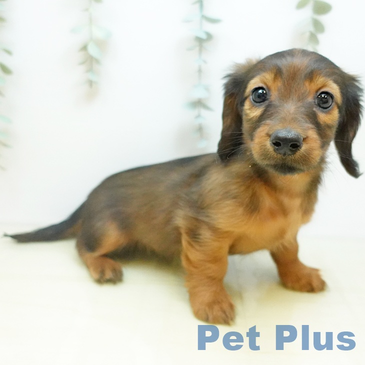 大阪府のカニンヘンダックスフンド(ロング) (ペットプラス りんくう泉南店/2025年10月8日生まれ/女の子/レッド)の子犬の2枚目の画像