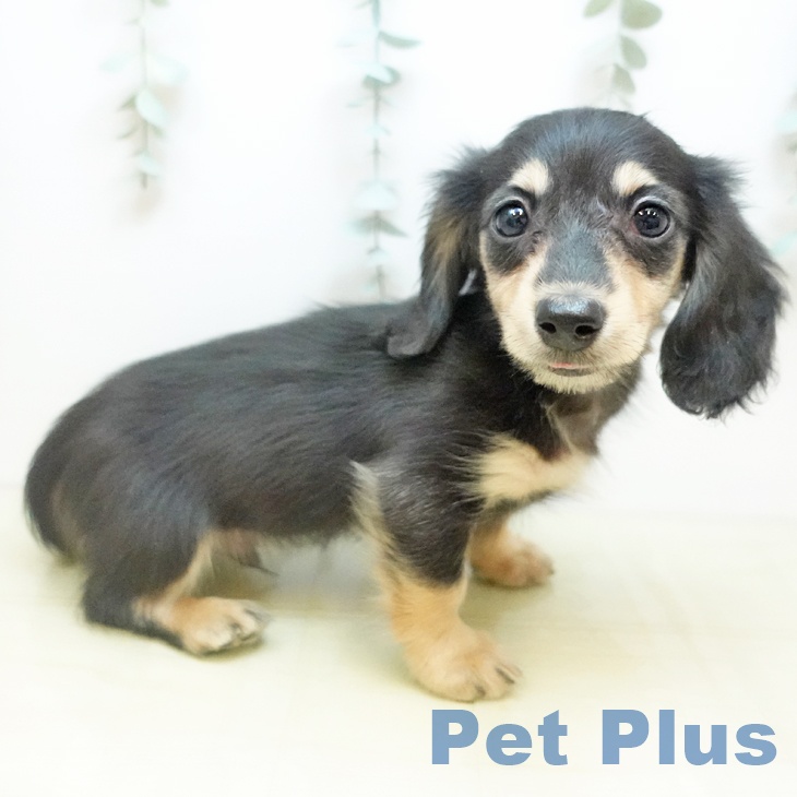 大阪府のカニンヘンダックスフンド(ロング) (ペットプラス 鶴見店/2025年10月7日生まれ/男の子/ブラックイエロー)の子犬