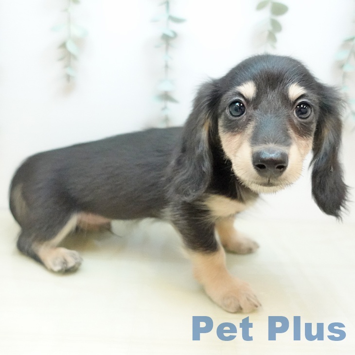 大阪府のカニンヘンダックスフンド(ロング) (ペットプラス 松原店/2025年10月7日生まれ/男の子/ブラックイエロー)の子犬の1枚目の画像