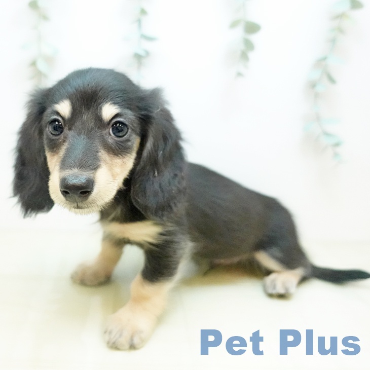 大阪府のカニンヘンダックスフンド(ロング) (ペットプラス 松原店/2025年10月7日生まれ/男の子/ブラックイエロー)の子犬の2枚目の画像