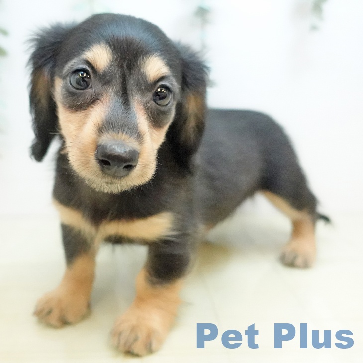 奈良県のカニンヘンダックスフンド(ロング) (ペットプラス 大和郡山店/2025年10月7日生まれ/女の子/ブラックイエロー)の子犬の1枚目の画像