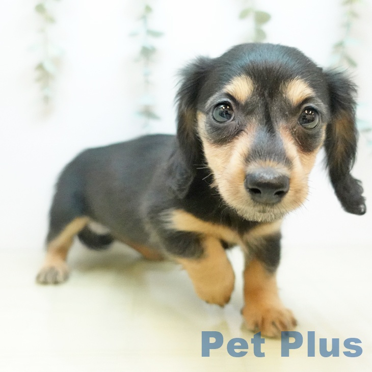 奈良県のカニンヘンダックスフンド(ロング) (ペットプラス 大和郡山店/2025年10月7日生まれ/女の子/ブラックイエロー)の子犬の2枚目の画像