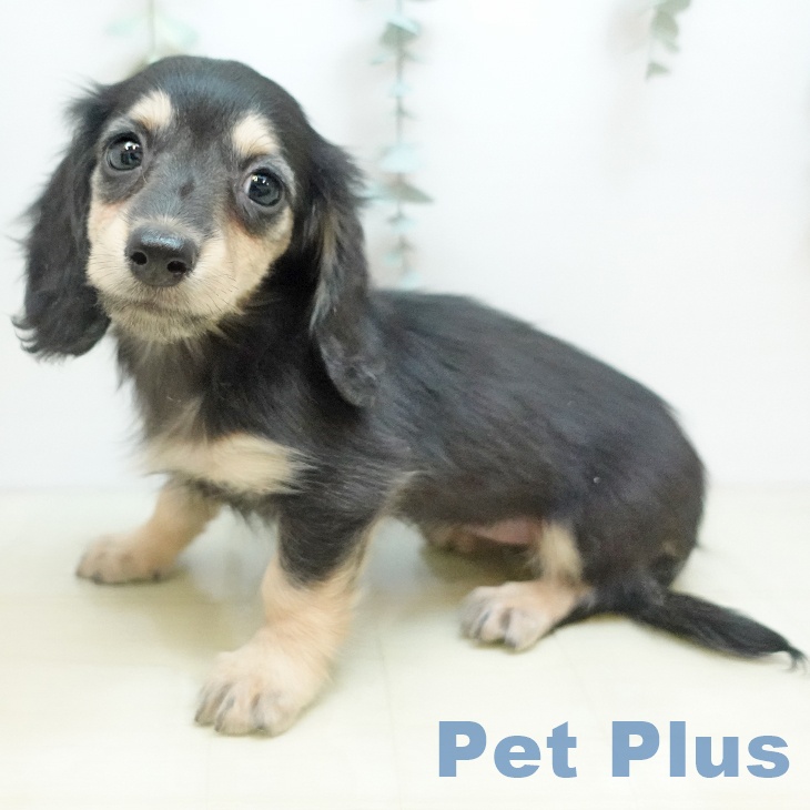 大阪府のカニンヘンダックスフンド(ロング) (ペットプラス りんくう泉南店/2025年10月7日生まれ/女の子/ブラックイエロー)の子犬の1枚目の画像