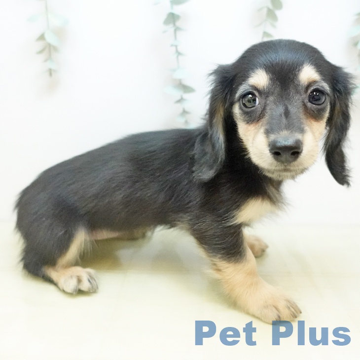 大阪府のカニンヘンダックスフンド(ロング) (ペットプラス りんくう泉南店/2025年10月7日生まれ/女の子/ブラックイエロー)の子犬の2枚目の画像