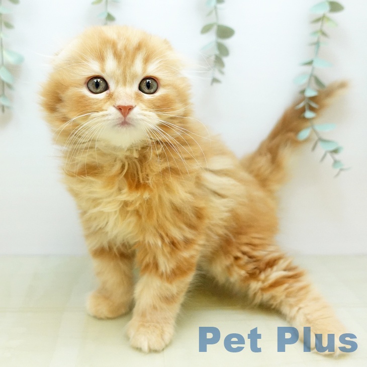 スコティッシュフォールド