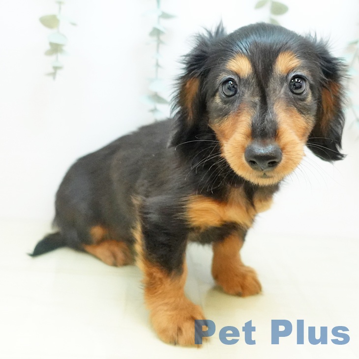 京都府のカニンヘンダックスフンド(ロング) (ペットプラス イオンモールKYOTO店/2025年10月5日生まれ/男の子/ブラックタン)の子犬の1枚目の画像