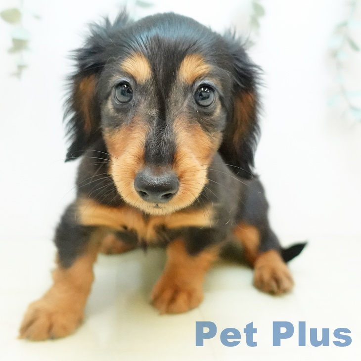 京都府のカニンヘンダックスフンド(ロング) (ペットプラス イオンモールKYOTO店/2025年10月5日生まれ/男の子/ブラックタン)の子犬の2枚目の画像