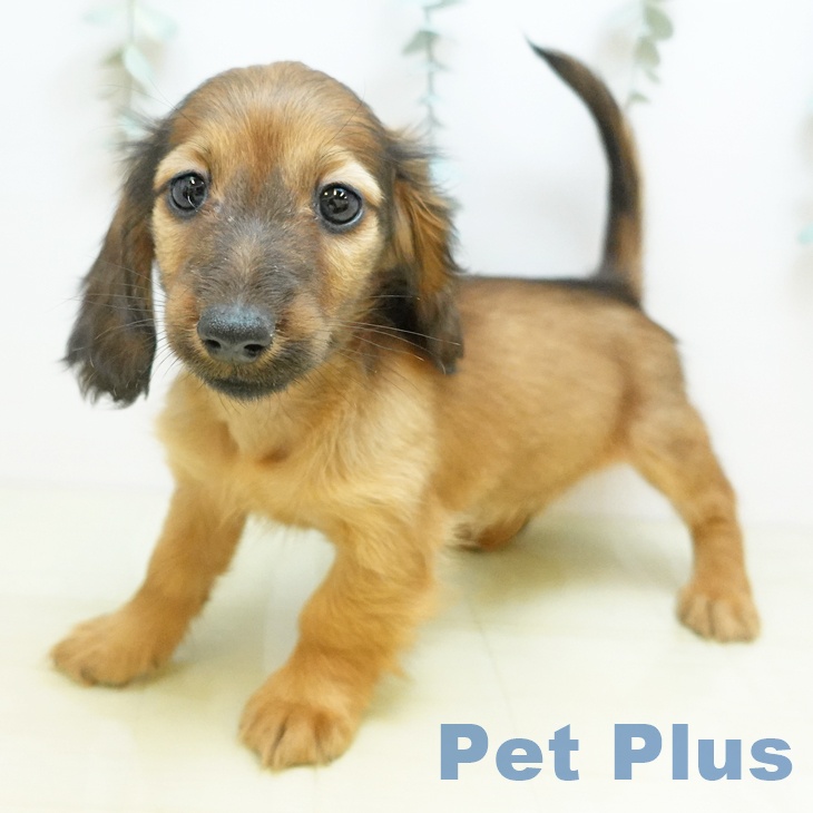 大阪府のカニンヘンダックスフンド(ロング) (ペットプラス 堺北花田店/2025年10月7日生まれ/男の子/レッド)の子犬の1枚目の画像