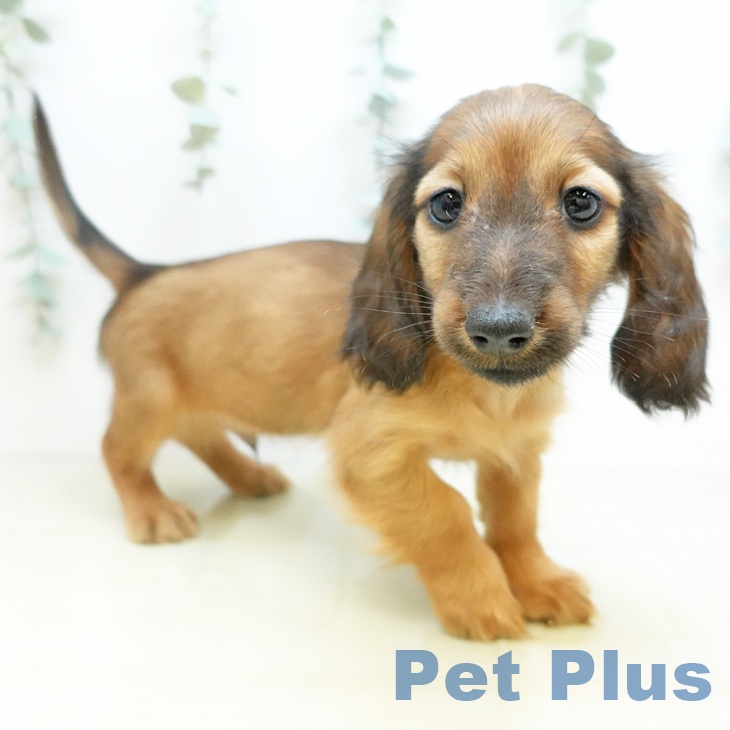 大阪府のカニンヘンダックスフンド(ロング) (ペットプラス 堺北花田店/2025年10月7日生まれ/男の子/レッド)の子犬の2枚目の画像