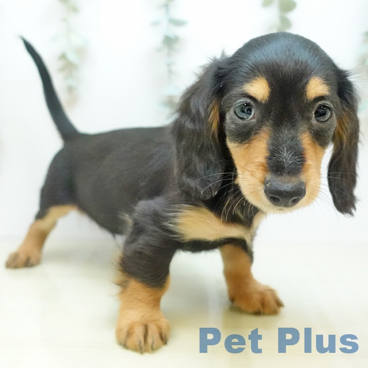 大阪府のカニンヘンダックスフンド(ロング) (ペットプラス 鶴見店/2025年10月7日生まれ/男の子/ブラックタン)の子犬の1枚目の画像