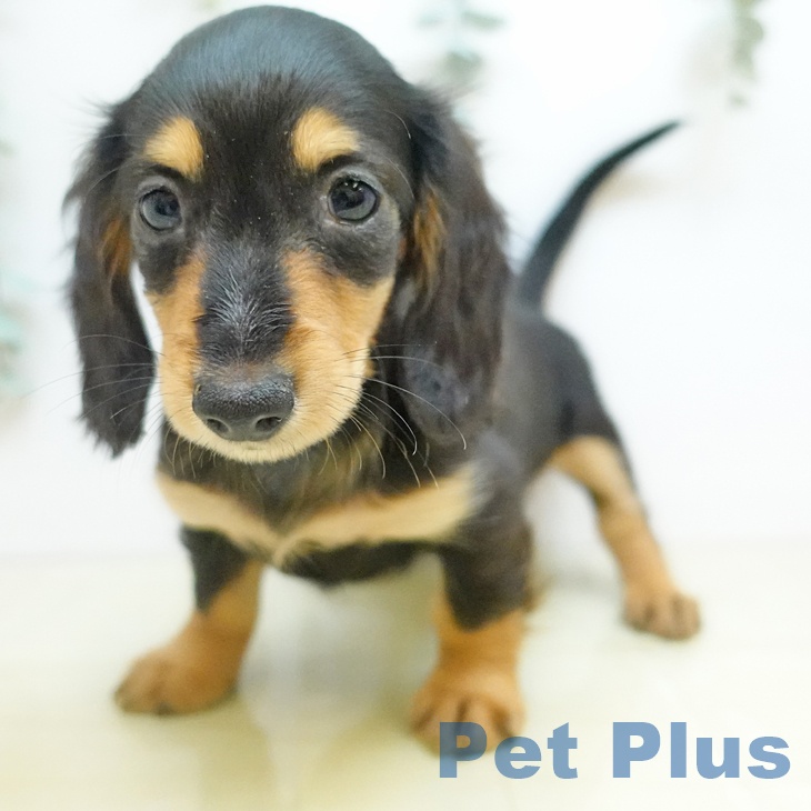 大阪府のカニンヘンダックスフンド(ロング) (ペットプラス 鶴見店/2025年10月7日生まれ/男の子/ブラックタン)の子犬の2枚目の画像