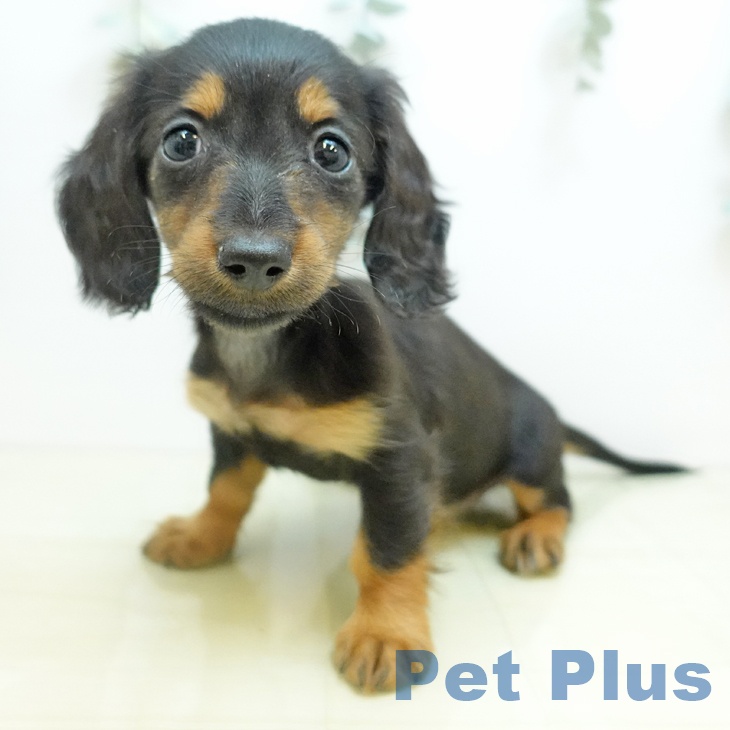 カニーンヘン・ダックスフンド