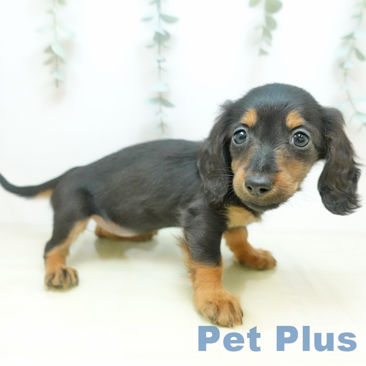 カニーンヘン・ダックスフンド