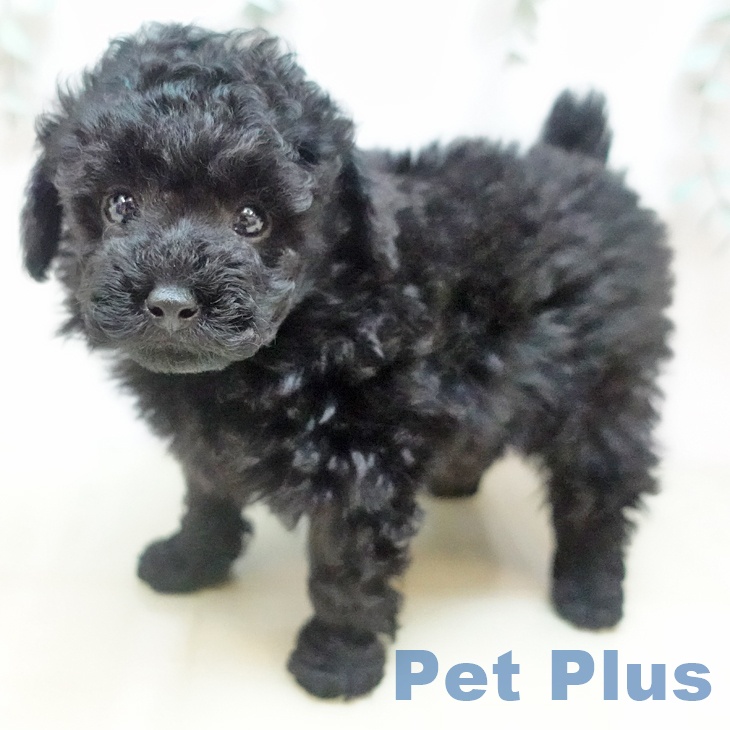 トイ・プードル