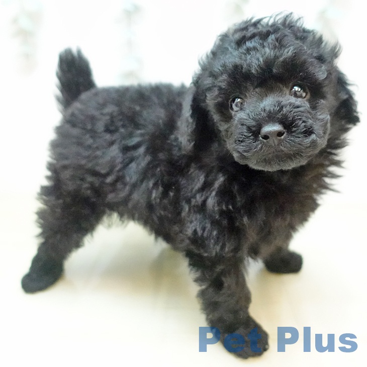 トイ・プードル