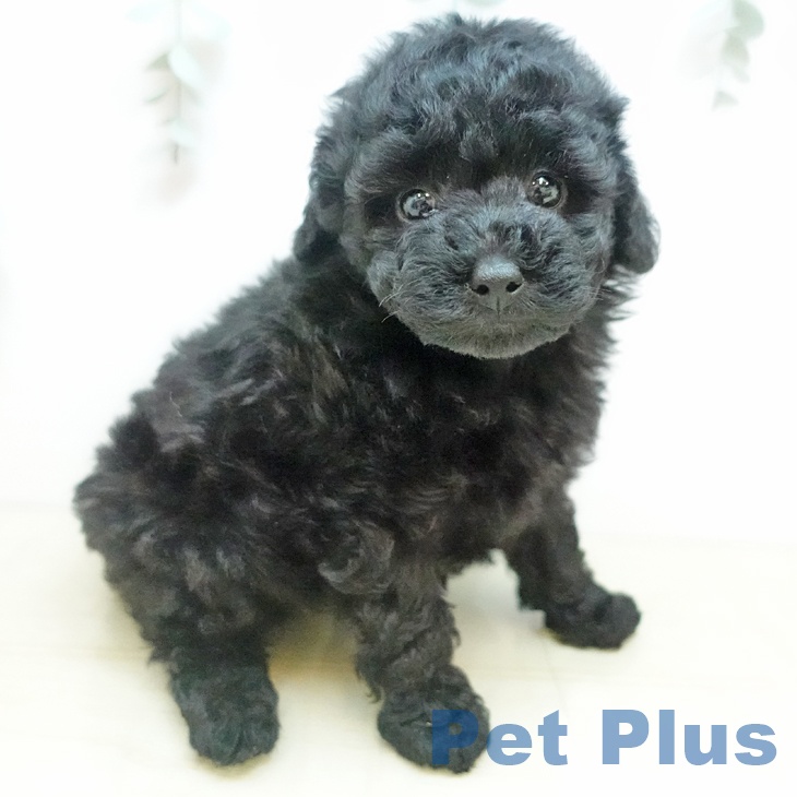 兵庫県のトイプードル(トイ) (ペットプラス 明石店/2025年10月8日生まれ/女の子/ブラック)の子犬の1枚目の画像