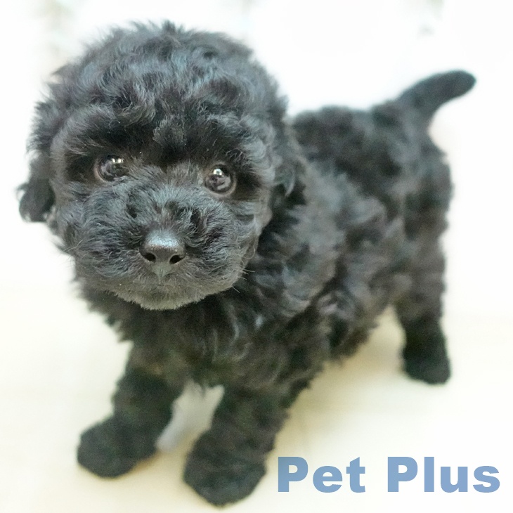 兵庫県のトイプードル(トイ) (ペットプラス 明石店/2025年10月8日生まれ/女の子/ブラック)の子犬の2枚目の画像